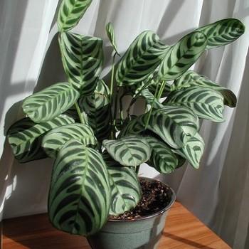 Calathea