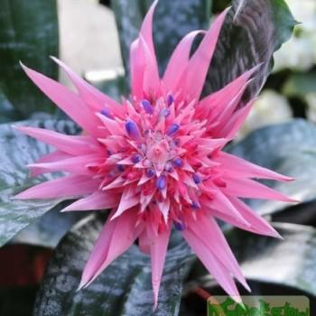Aechmea