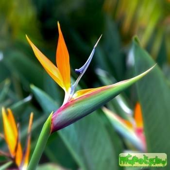 Strelitzia