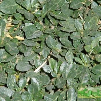 Alternanthera