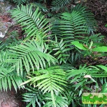 Blechnum