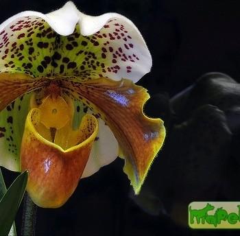 Paphiopedilum