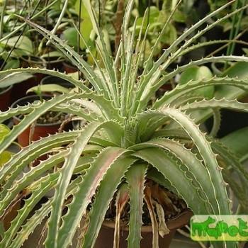 Hechtia