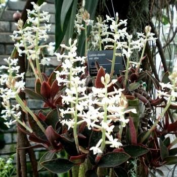 Ludisia