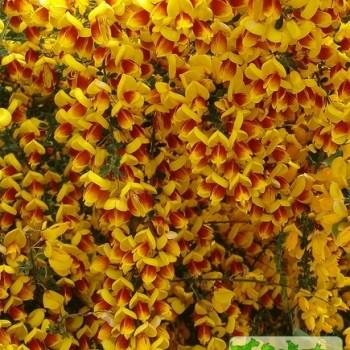 Cytisus