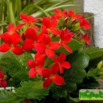 Kalanchoe Adans.