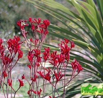 Anigozanthos flavidus