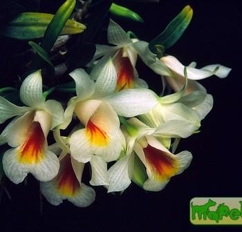 Dendrobium