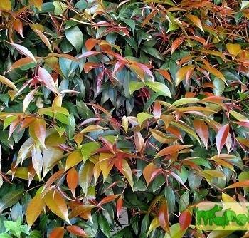 Syzygium paniculatum