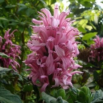 Jacobinia Nees