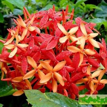 Ixora