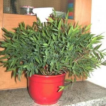 Pogonatherum
