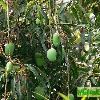 Mangifera