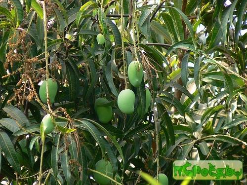 Mangifera