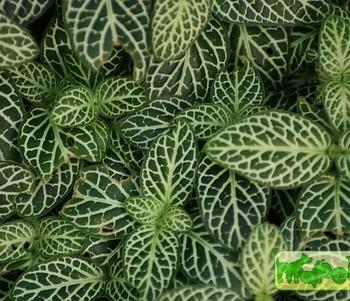 Fittonia Coem.