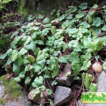 Tolmiea
