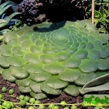 Aeonium