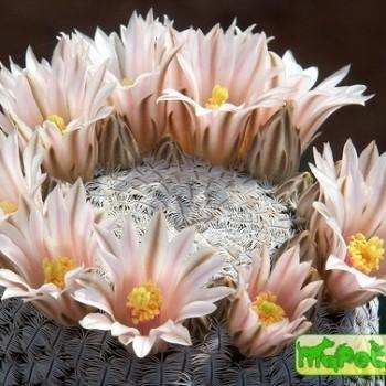Mammillaria