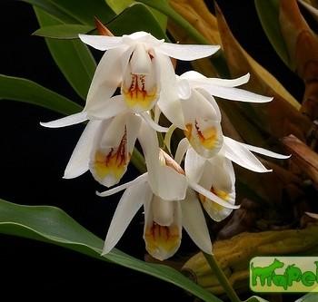 Coelogyne