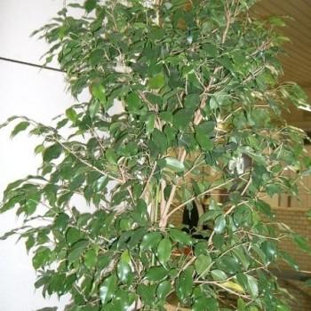 Ficus
