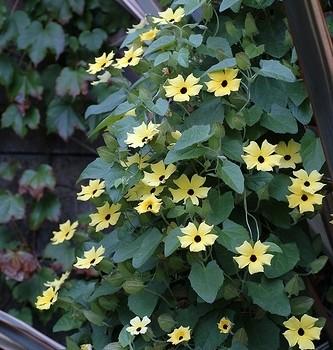 Thunbergia Retz.