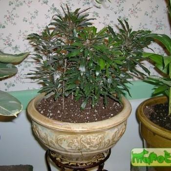 Dizygotheca N. E. Br.