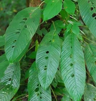 Rhaphidophora