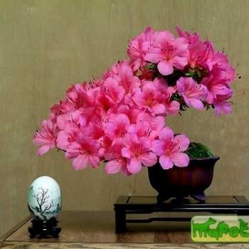 Azalea (Rhododendron)