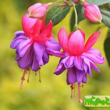 Fuchsia L.