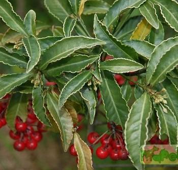 Ardisia Sw.
