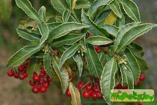 Ardisia Sw.