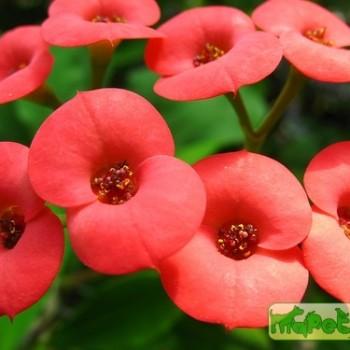 Euphorbia