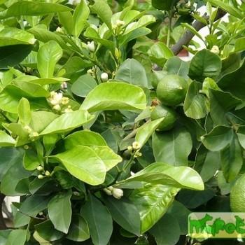 Citrus limon