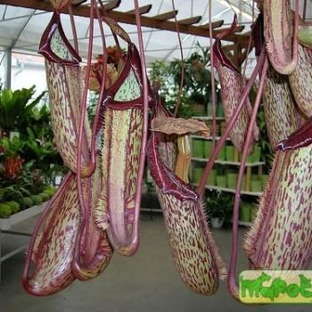 Nepenthes