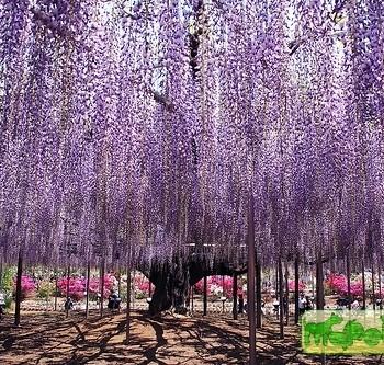 Wisteria sinensis