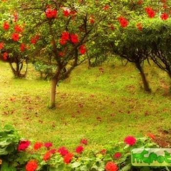 Hibiscus