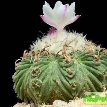 Aztekium
