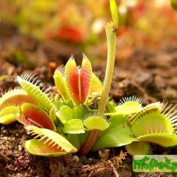 Dionaea muscipula