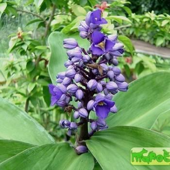 Dichorisandra Mikan.