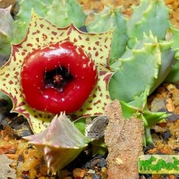 Huernia