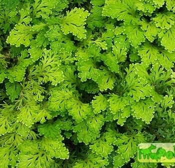 Selaginella Beauv.