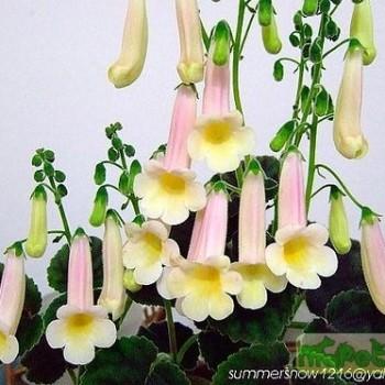 Smithiantha Ktze.