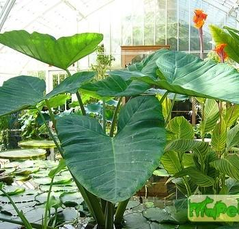 Colocasia