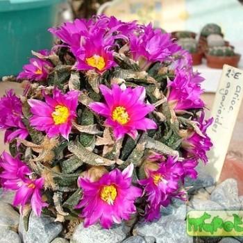 Ariocarpus