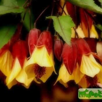 Abutilon megapotamicum