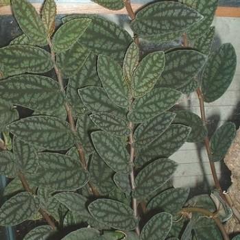 Pellionia