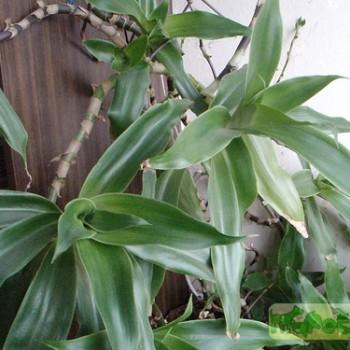 Callisia fragrans
