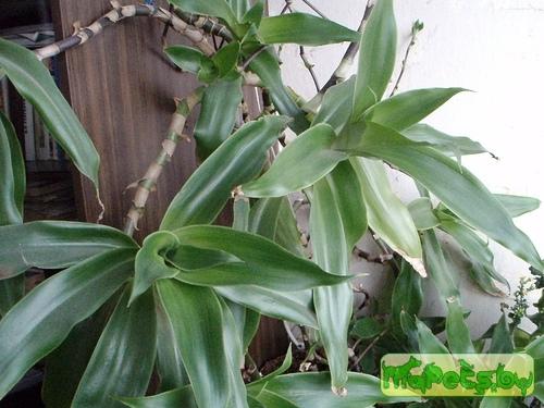 Callisia fragrans