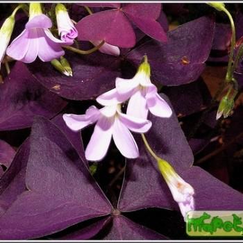 Oxalis
