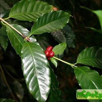 Coffea